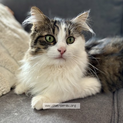 Photo de chat perdu à Brest