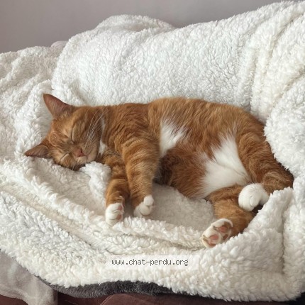 Photo de chat perdu à L Isle D Espagnac