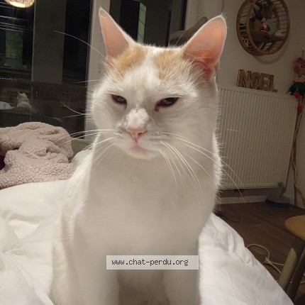 Photo de chat perdu à Villenave D Ornon