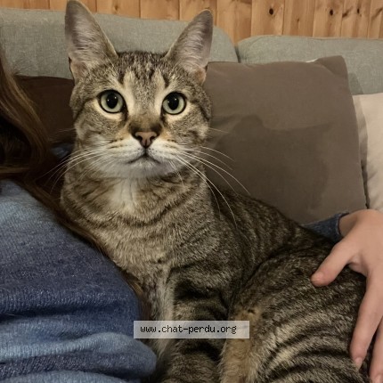 Photo de chat perdu à Saint Mars La Jaille