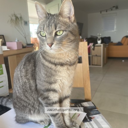 Photo de chat perdu à Barcares