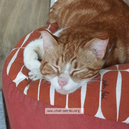 Photo de chat trouvé à Montauban