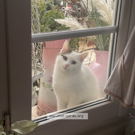 Photo de chat perdu à Mus