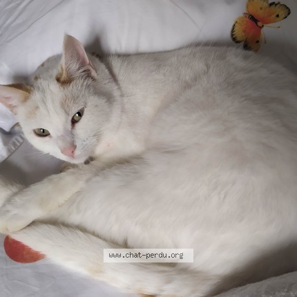 Photo de chat perdu à Saint Jal