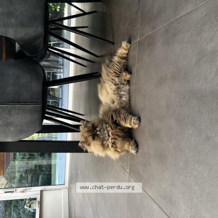 Photo de chat perdu à La Queue En Brie