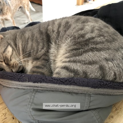 Photo de chat perdu à Cornebarrieu