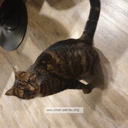 Photo de chat perdu à Chailles