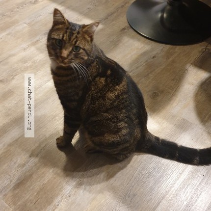 Photo 1/1 Véga Chat perdu à Chailles