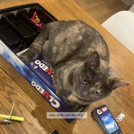 Photo de chat perdu à Aix En Provence