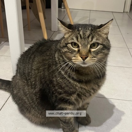 Photo de chat perdu à St Laurent Du Var