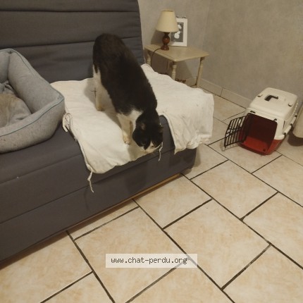 Photo de chat perdu à Quetigny