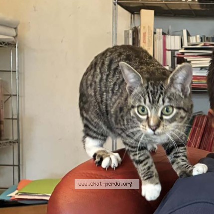 Photo 2/3 Chat retrouvé Perdu à Saint Andre Lez Lille