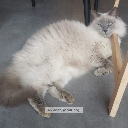 Photo de chat perdu à Bressols