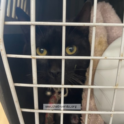 Photo de chat trouvé à Orgeval