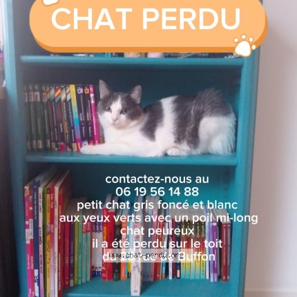 Photo 1/1 Bim Chat perdu à Rouen