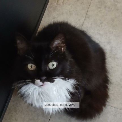 Photo de chat perdu à Lezignan Corbieres