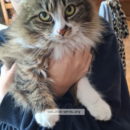 Photo de chat perdu à Lege