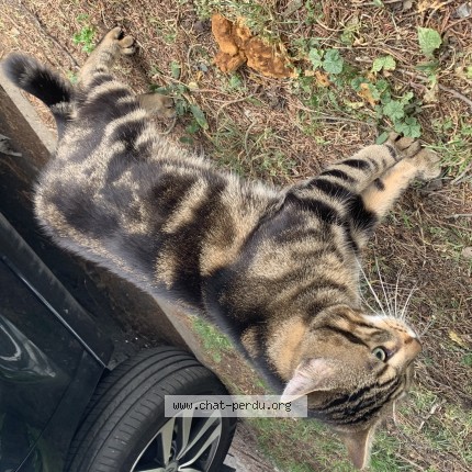 Photo de chat trouvé à Gagny