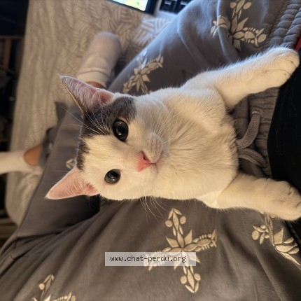 Photo de chat trouvé à Mitry Mory