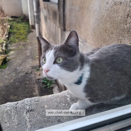 Photo de chat perdu à Nancy