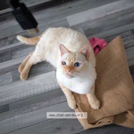 Photo de chat perdu à Saintines