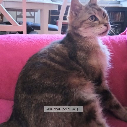 Photo de chat perdu à Saumur