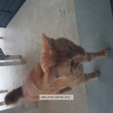 Photo de chat trouvé à Salles Adour