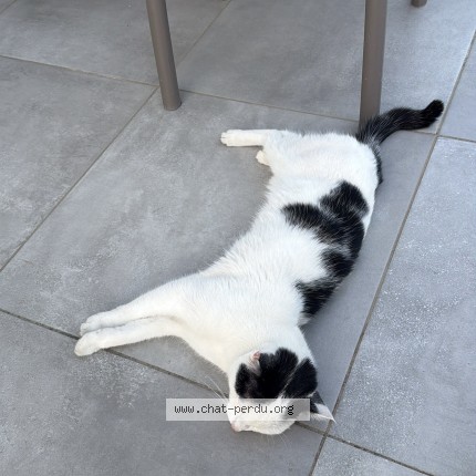 Photo de chat trouvé à Joue Les Tours