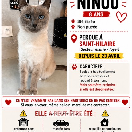Photo 1/1 ninou Chat perdu à Saint hilaire