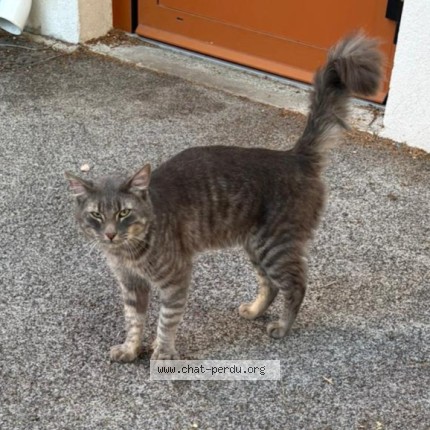 Photo de chat trouvé à Frejus