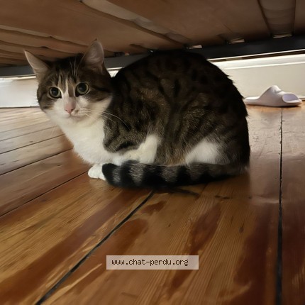 Photo de chat perdu à Amiens