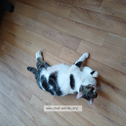 Photo 1/1 Chat retrouvé Perdu à Bruxelles