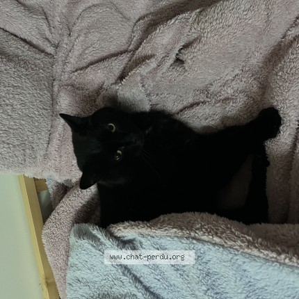 Photo de chat perdu à Orleans