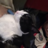 koko