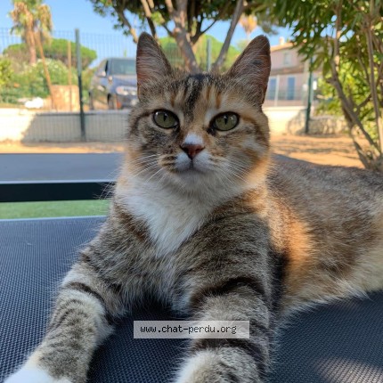 Photo de chat perdu à Les Issambres