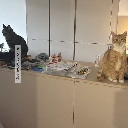 Photo de chat perdu à Saint Jean De Luz