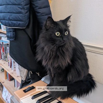 Photo de chat perdu à Nancy