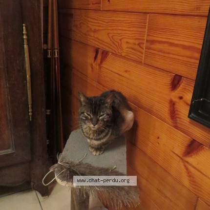 Photo de chat trouvé à Plouescat