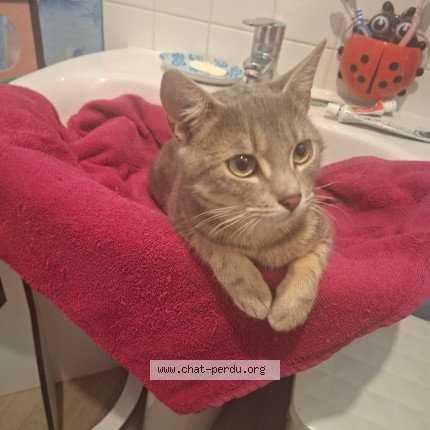 Photo de chat perdu à Orbec