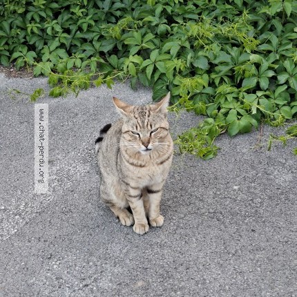 Photo de chat trouvé à Juvignac
