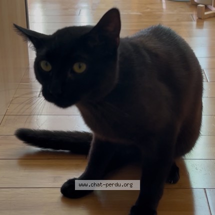 Photo de chat perdu à Nanterre