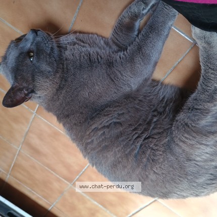 Photo de chat perdu à Les Pennes Mirabeau