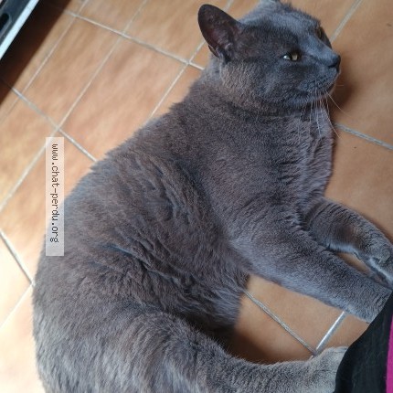 Photo 1/1 Pacha Chat perdu à Les pennes mirabeau