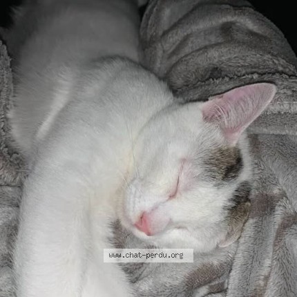 Photo de chat perdu à Perpignan