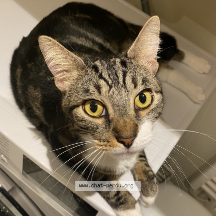 Photo de chat perdu à Paris