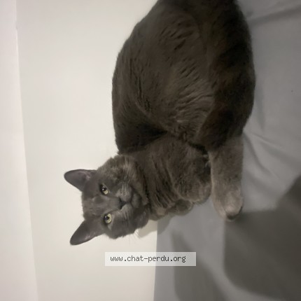 Photo 1/1 Gatouss Chat perdu à Longueuil