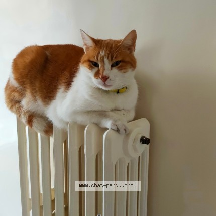 Photo de chat perdu à Chelles