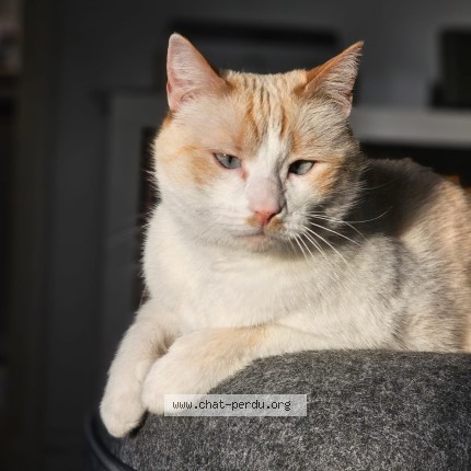 Photo 1/1 Coeur Chat perdu à Meudon