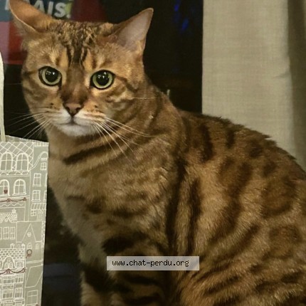 Photo 1/1 lily Chat perdu à Paris