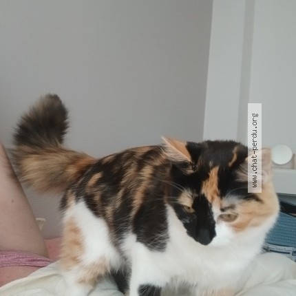 Photo de chat perdu à Saint Brieuc